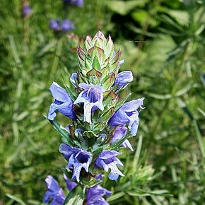 Beschrijving van de afbeelding Dracocephalum austriacum10.jpg.