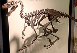 Dromaeosaurus skeleton