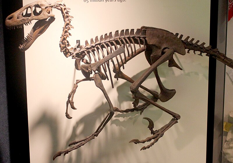 File:Dromaeosaurus skeleton.jpg