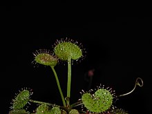 Drosera prolifera.jpg