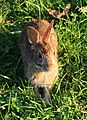 Eastern cottontail 3643.jpg