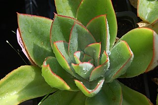 <i>Echeveria subrigida</i> Species of succulent