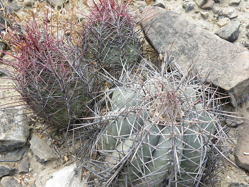 File:Echinocactus horizonthalonius and Thelocactus bicolor (5672084680).jpg