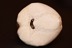 File:Echinocardium cordatum.007 - A Coruña.jpg (Category:Echinocardium cordatum)