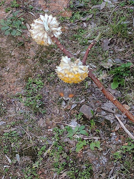 File:Edgeworthia chrysantha-IMG 20170303 101654.jpg