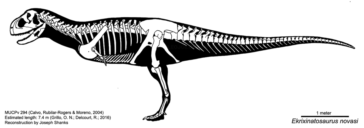 Top 10 terópodos más grandes - Página 2 1200px-Ekrixinatosaurus_novasi_skeletal_diagram