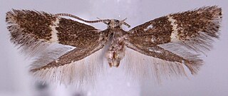 <i>Elachista fasciola</i> Species of moth