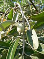 Плоды и листья лоха узколистного (Elaeagnus angustifolia)