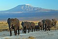 Troupeau d'éléphants avec le Kilimandjaro en toile de fond.