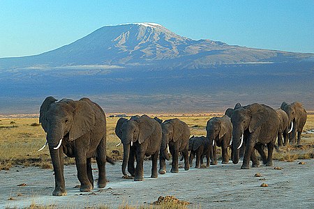 Fail:Elephants_at_Amboseli_national_park_against_Mount_Kilimanjaro.jpg