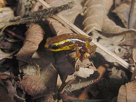 Yellow-striped pygmy eleuth