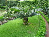 Encephalartos gratus, Parque Terra Nostra, Furnas, Azoren