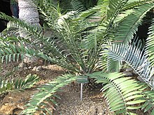 Encephalartos lehmannii (Jardin des Plantes de Paris) .jpg