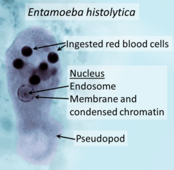 Entamoeba histolytica trophozoite.png