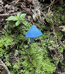 Entoloma hochstetteri near Coromandel, New Zealand Entoloma Hochstetteri.jpg