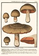 Entoloma sinuatum von Bulliard 1788 Platte 382.jpg