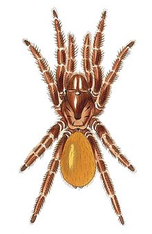 Barn spider - Wikipedia