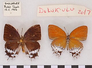 <i>Eooxylides tharis</i> Species of butterfly