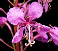 Epilobium angustifolium