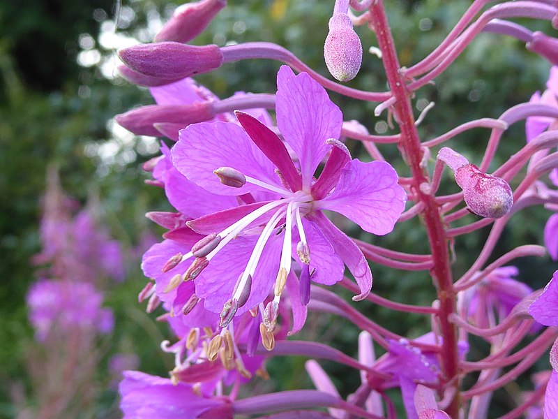 File:Epilobium angustifolium Culloden 02.jpg