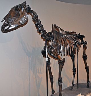 <i>Equus occidentalis</i> Extinct species of horse