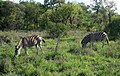 Burchell-Zebra (Equus quagga burchellii)