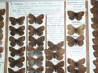 Brassy ringlet Species of butterfly