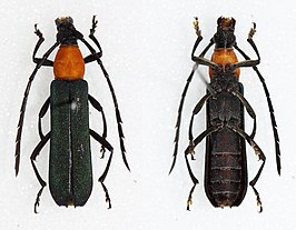 Erythrus viridipennis