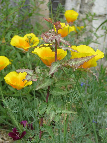 File:Eschscholzia californica & Mahonis nevinii (9215487848).jpg