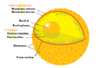 Esquema de nucli cel·lular.PNG