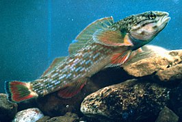 Etheostoma rufilineatum