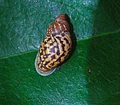 A shell of Eua zebrina Eua zebrina D. Clark USFWS (22057145545).jpg