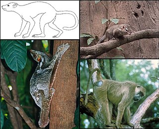 Euarchonta Mammal grandorder containing treeshrews, colugos, and primates
