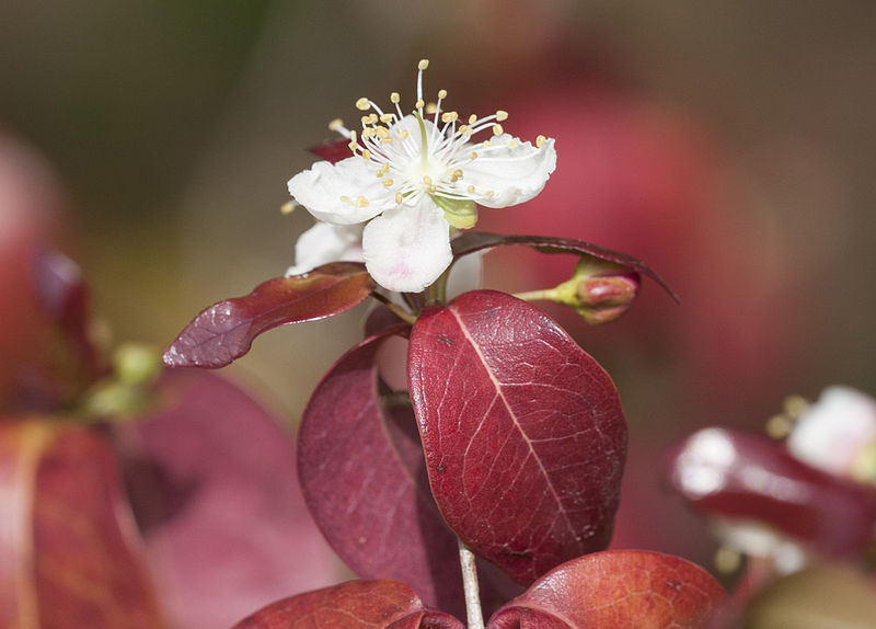 File:Eugenia uniflora - Surinam cherry - Surinam kirazı 03.jpg