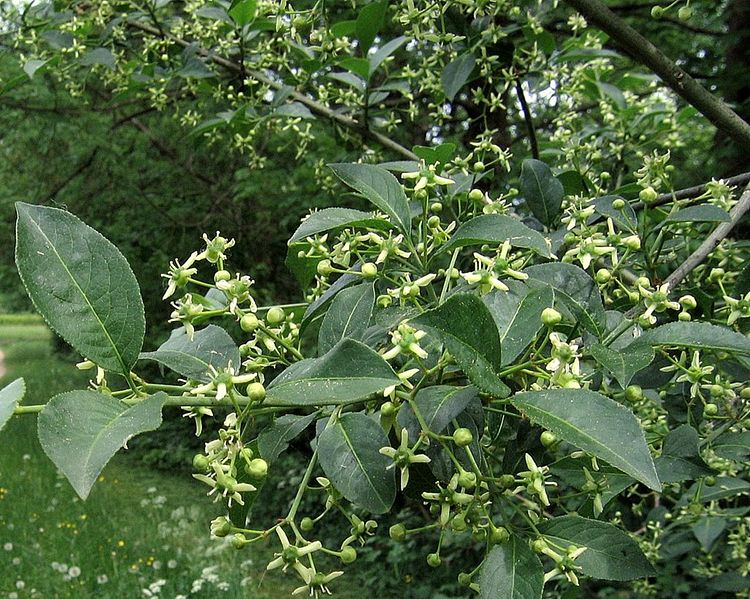 File:Euonymus europaea PID1802-1.jpg