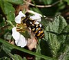Eupeodes latifasciatus (female) on Barren Strawberry - Flickr - S. Rae.jpg