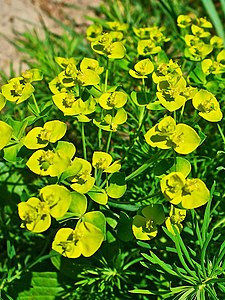 Euphorbia cyparissias Cyathia