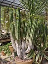 Euphorbia handiensis (Euphorbiacea)