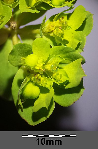 File:Euphorbia helioscopia sl8.jpg