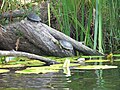 European pond turtle-Emys orbicularis.jpg