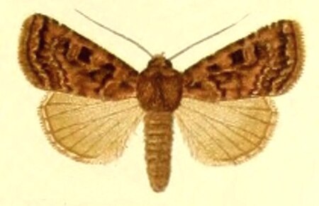 Goniographa decussa