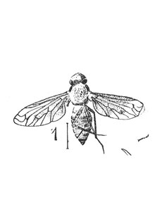 Exoprosopa romani 1937 N. Th. Holotype éch. A71 x3 p. 350 pl XXII Diptères du Stampien d'Aix-en-Provence.pdf