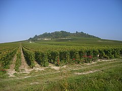 Le vignoble du mont Aimé à Bergères-lès-Vertus, vers le centre.