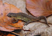 Fadenmolch (Lissotriton helveticus), Fagne de la Petite Roer, Sourbodt, Ostbelgien (48972546703).jpg