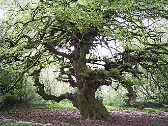 200-year-old dwarf beech in Lauenau. FagusTortuosaLauenau01.jpg