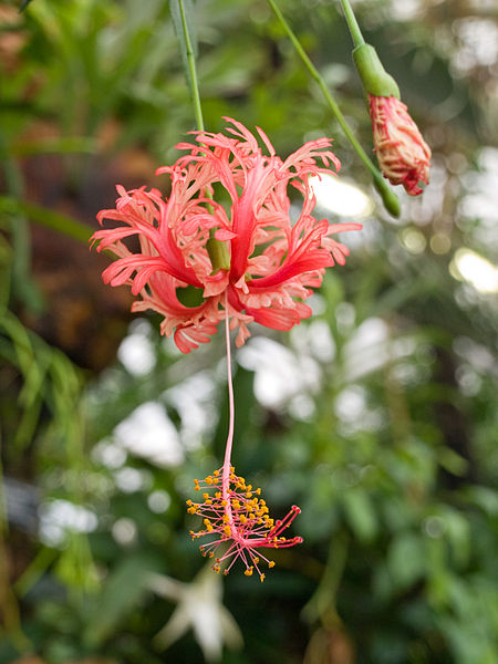 File:Fata Morgana, Hibiscus schizopetalus.jpg