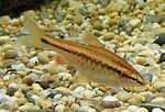 Thumbnail for File:Female Cherry Barb 500.jpg