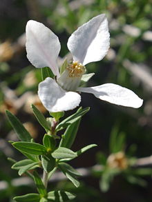 Fenderra rupicola fiore1.jpg