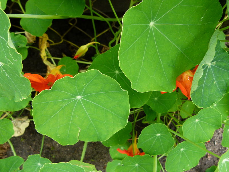 File:Feuilles de capucines.JPG