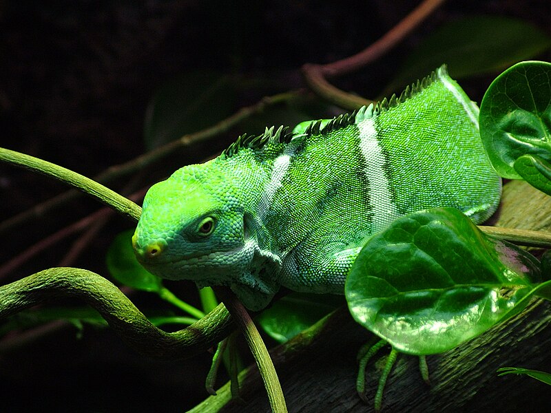 File:Fiji Iguana.jpg